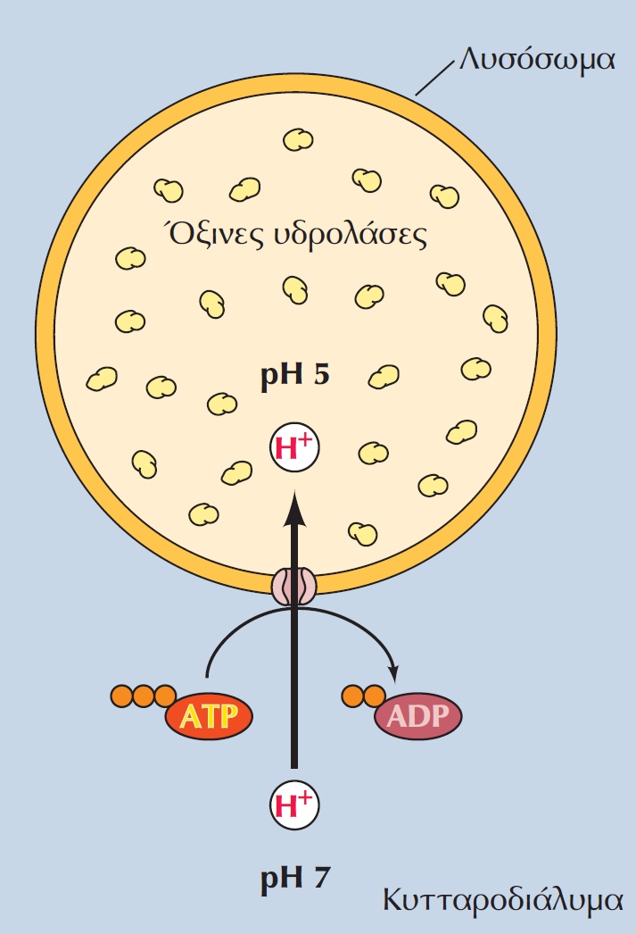 Η πέψη ουσιών στα λυσοσώματα επιτελείται από όξινες υδρολάσες Τα λυσοσώματα περιέχουν πολλές διαφορετικές όξινες υδρολάσες (νουκλεάσες, πρωτεάσες, λιπάσες, κλπ), οι οποίες είναι ενεργές στο όξινο ph