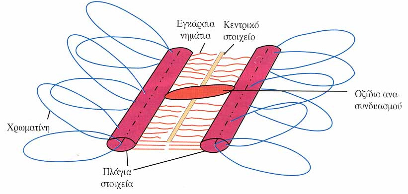 Συναπτονηµατικό Σύµπλεγµα (ΣΣ) Οι έλικες της χρωµατίνης των συζευγµένων οµολόγων