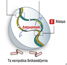 οµόλογων χρωµοσωµάτων να βρίσκονται σε πλήρη σύναψη ονοµάζονται τετράδες (αποτελούνται από