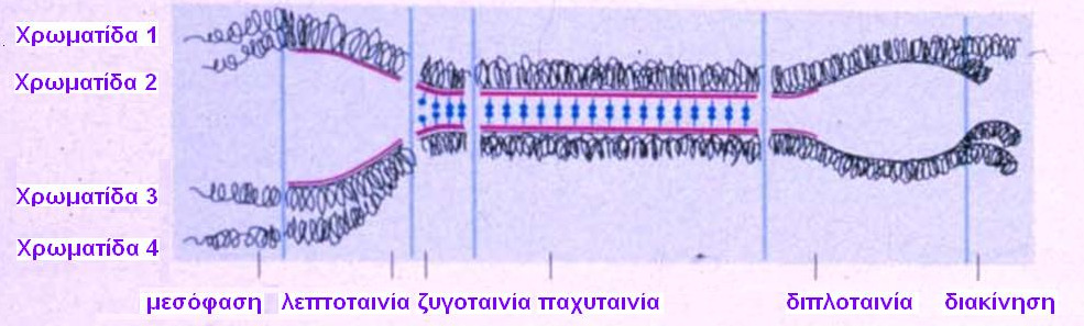 Συναπτονηµατικό Σύµπλεγµα στα στάδια της πρόφασης Λεπτοταινία:Εµφάνιση πρόδροµων δοµών του ΣΣ.