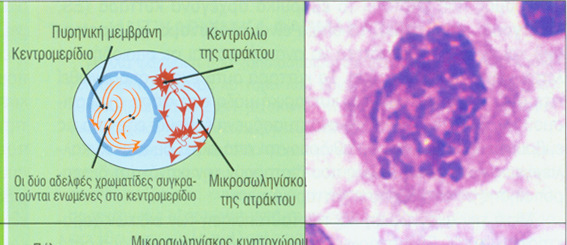 ΜΙΤΩΣΗ