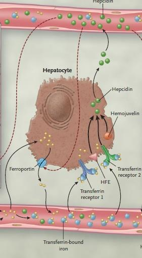 ΡΟΛΟΣ ΤΟΥ ΗΠΑΤΟΣ Τα ηπατοκύτταρα προσλαμβάνουν τον σίδηρο είτε ως ελεύθερο είτε ως συνδεδεμένο με τρανσφερίνη (Υποδοχείς της τρανφερίνης Ι και ΙΙ) Ο