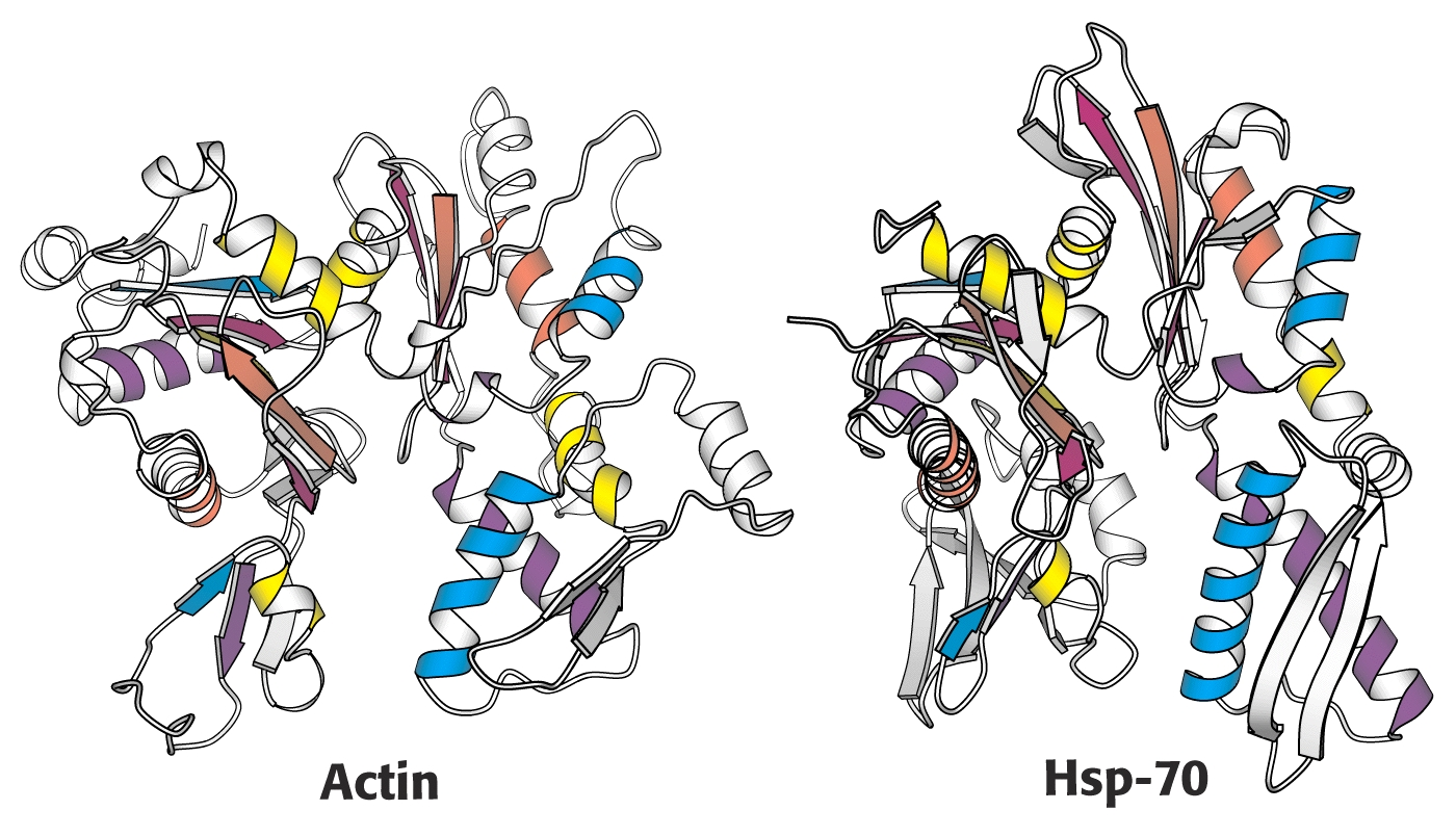 Συντήρηση αλληλουχίας αμινοξέων & Συντήρηση τριτοταγούς δομής Ομοιότητες στην τρισδιάστατη δομή μεταξύ πρωτεϊνών με παρόμοια δομή & διαφορετική δράση Ακτίνης και Hsp-70 70: Δύο