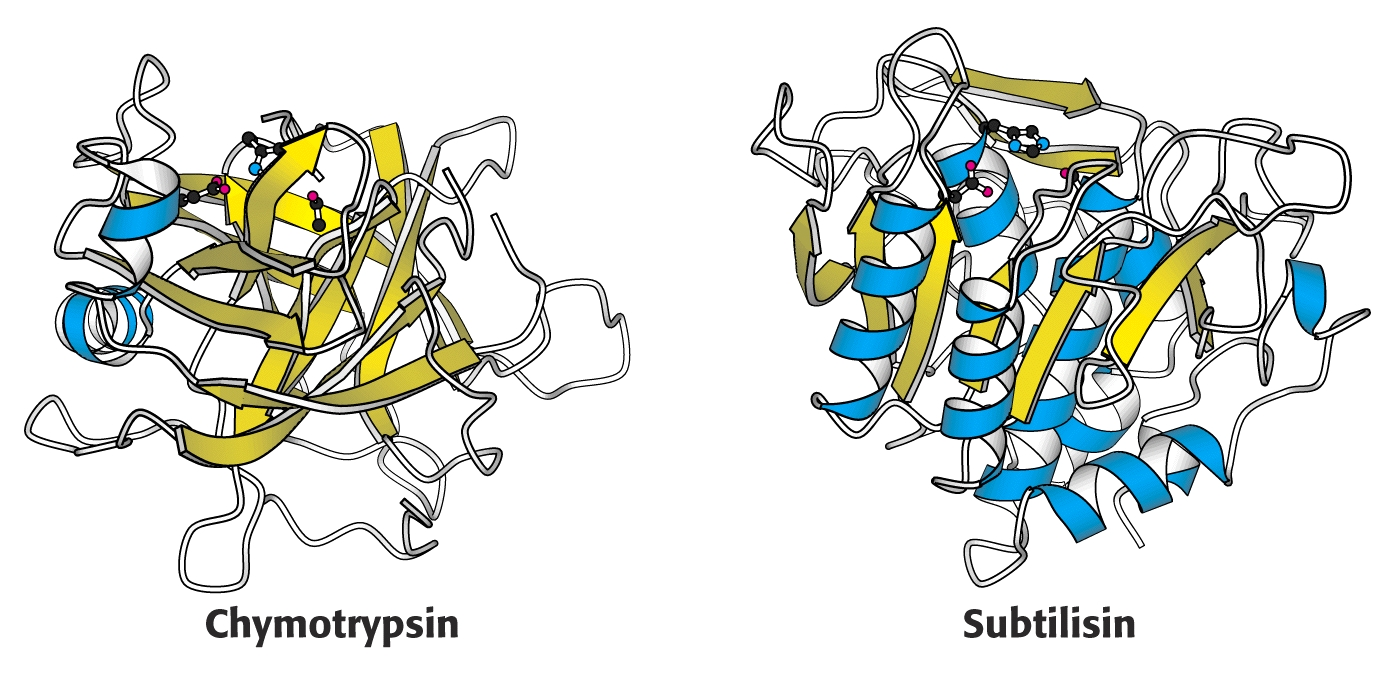 Συγκλίνουσα εξέλιξη Συγκλίνουσα Εξέλιξη: Δύο διαφορετικές εξελικτικές πορείες οδηγούν στην ίδια λύση δηλ. δύο τυχαίες πρωτεΐνες καταλήγουν να μοιάζουν μεταξύ τους.