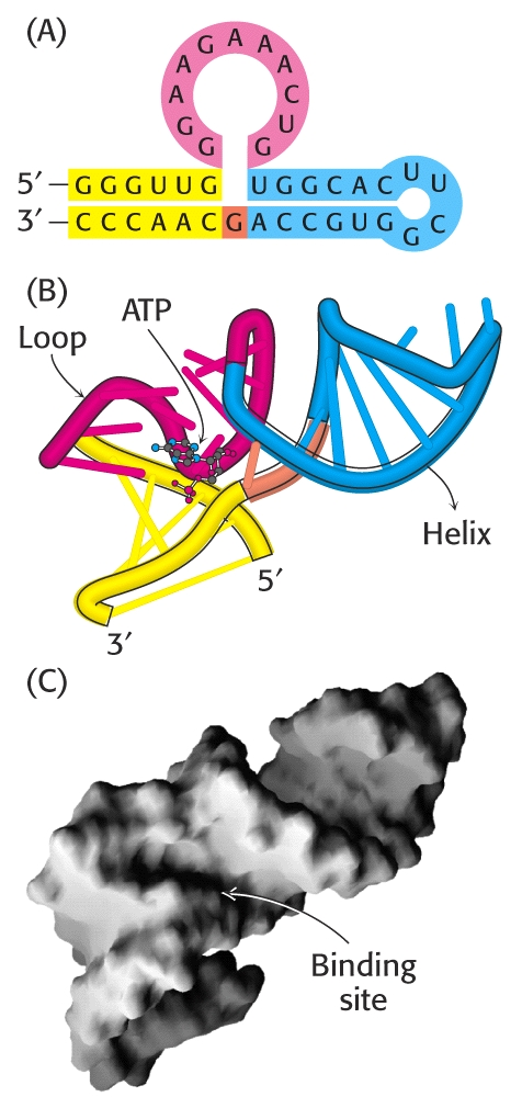 Πειραματική Διερεύνηση της Μοριακής Εξέλιξης Μόριο RΝΑ που δεσμεύει ΑΤΡ (A) Το πρότυπο ζευγαρώματος βάσεων Watson-Crick.