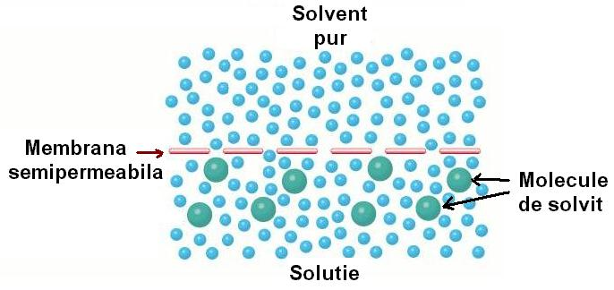 Fig. 3 Presiunea osmotică este datorată moleculelor de solvit care ciocnesc membrana semipermeabilă neputând trece.
