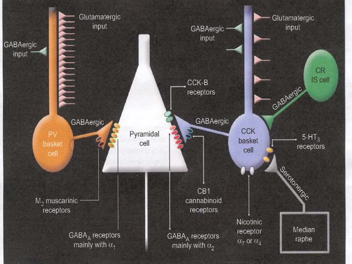 GABAεργικών απολήξεων (Kosaka και συν., 1987; Nunzi και συν., 1985).