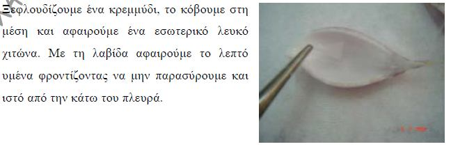 3. Αρίθμηση αντικειμενοφόρων πλακών: Να αριθμή