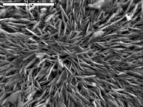 50 δ) PFS-NP m, r =0.