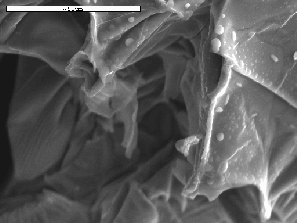 30 ε) PFS-CP c, r = 0.25, CP/Fe = 0.