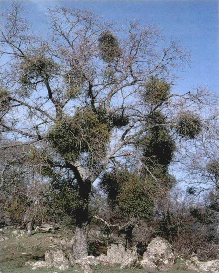 Παραδείγματα Παρασιτικών Φυτών 2/8 Βαλανιδιά
