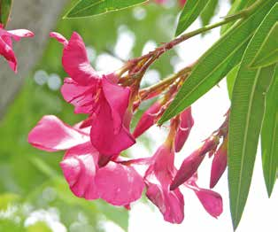 Βοτανική οσία Nerium oleander Λεκάνη της Μεσογείου Δυσκολία καιέργειας 01 ΠΙΚΡΟΔΑΦΝΗ Αειθαλές δένδρο ή θάμνος με δερτώδη, λογχοειδή φα, με ιδιαίρα εμφανείς νευρώσεις στο κάτω μέρος, και με