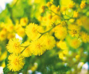 Βοτανική οσία Acacia dealbata Αυστραλία, Κεντρική Αμερική Δυσκολία καιέργειας Μέτρια 04 ΜΙΜΟΖΑ Τα φα απολται από ποά φυαράκια διαταγμένα κάθετα προς τα κεντρικά νερα (σε διπλή σειρά).