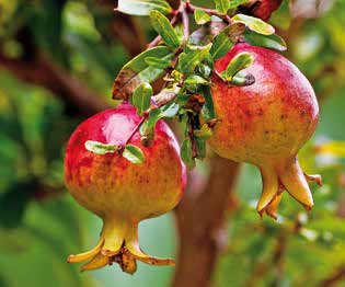 Βοτανική οσία Punica granatum Περσία, Αφγανιστάν Δυσκολία καιέργειας 07 ΡΟΔΙΑ Θάμνος ή μικρό δένδρο, καιεργείται από την αρχαιότητα για τους γλυκος όξινους καρπος της.