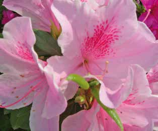 Βοτανική οσία Rhododendron spp.