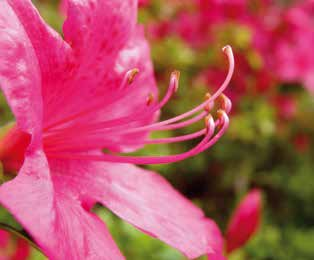 Βοτανική οσία Azalea indica Κεντρική Κίνα Δυσκολία καιέργειας 10 ΑΖΑΛΕΑ Αειθαλής θάμνος με μικρά λογχοειδή, οβάλ φα, με λαμπερό σκορο πράσινο χρώ στην άνω όψη και πιο ανοιχτό πράσινο στην κάτω όψη.