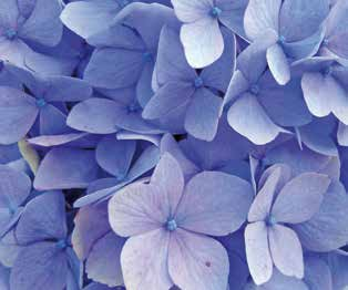 Βοτανική οσία Hydrangea macrophylla Ιαπωνία, Κίνα, περιοχές Ιλαΐων, Αμερική Δυσκολία καιέργειας 11 ΟΡΤΑΝΣΙΑ Στρογγυλόμορφος και άγριος θάμνος που φτάνει σε ψος και διάμετρο ακό και τα 4m.