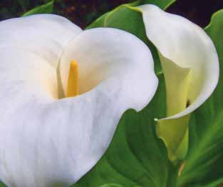Βοτανική οσία Zantedeschia aethiopica, Zantedeschia rehmannii Νότιος Αφρική Δυσκολία καιέργειας Αυξημένη 16 ΚΑΛΛΑ Γένος 8-9 ποωδών, πολυετών θαμνωδών φυτών.