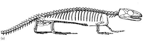 Hylonomus M.-A.