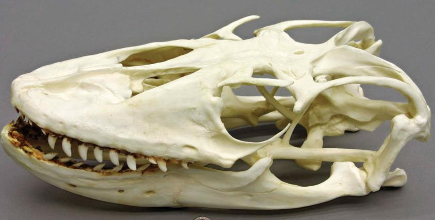 Λεπιδοσαύρια vs Αρχοσαύρια Δόντια προσαρτημένα στη γνάθο Δεν υπάρχει εμπροσθοφθαλμικό άνοιγμα Δεν