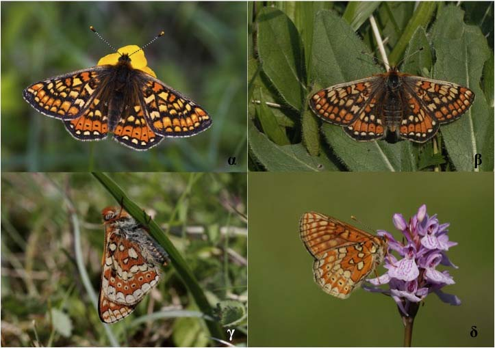 Euphydryas aurinia Rottemburg, 1775 Φύλο: Αρθρόποδα Κλάση: Έντομα Τάξη: Λεπιδόπτερα Οικογένεια: Nymphalidae Κωδικός Natura 2000: 1065 Εικόνα 1: α, γ. αρσενικό, β, δ.