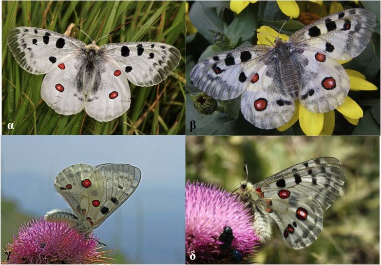 Parnassius apollo Linnaeus, 1785 Φύλο: Αρθρόποδα Κλάση: Έντομα Τάξη: Λεπιδόπτερα Οικογένεια: Papilionidae Κωδικός Natura 2000: 1057 Εικόνα 1: α, γ. αρσενικό, β, δ.