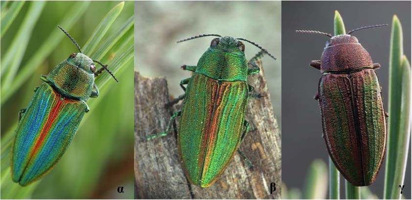 Buprestis splendens Fabricius, 1774 Φύλο: Αρθρόποδα Κλάση: Έντομα Τάξη: Κολεόπτερα Οικογένεια: Buprestidae Κωδικός Natura 2000: 1085 Εικόνα 1: α. αρσενικό, β, γ.