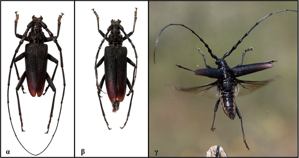Cerambyx cerdo Linnaeus, 1758 Φύλο: Αρθρόποδα Κλάση: Έντομα Τάξη: Κολεόπτερα Οικογένεια: Cerambycidae Κωδικός Natura 2000: 1088 Εικόνα 1: α. αρσενικό, β. θηλυκό, γ.