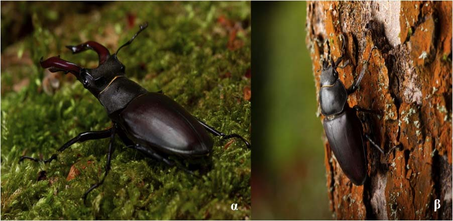 Lucanus cervus Linnaeus, 1758 Φύλο: Αρθρόποδα Κλάση: Έντομα Τάξη: Κολεόπτερα Οικογένεια: Lucanidae Κωδικός Natura 2000: 1083 Εικόνα 1: α. αρσενικό, β.