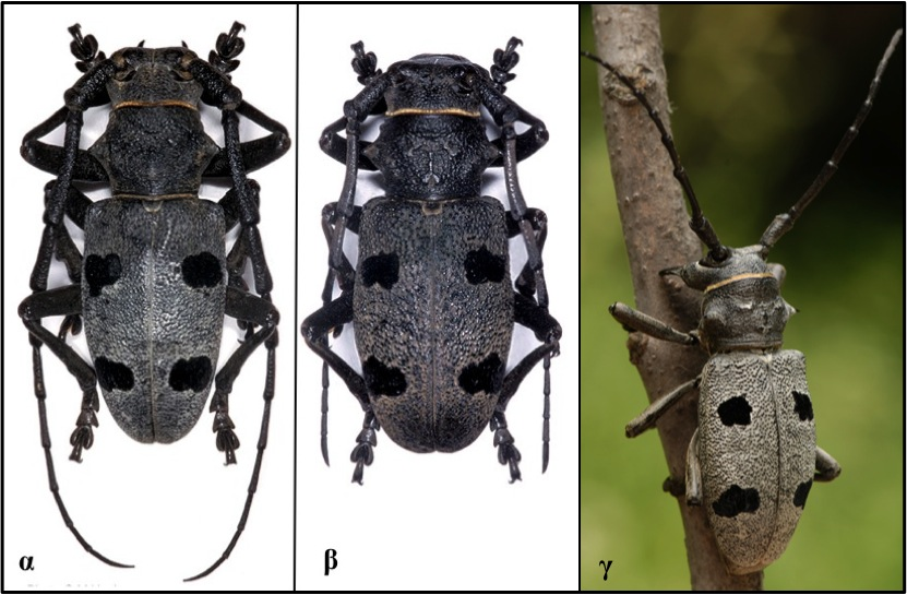Morimus funereus Mulsant, 1863 Φύλο: Αρθρόποδα Κλάση: Έντομα Τάξη: Κολεόπτερα Οικογένεια: Cerambycidae Κωδικός Natura 2000: 1089 Εικόνα 1: α, γ. αρσενικό, β. θηλυκό (Πηγή: α,β: M. Hoskovec (1), γ: D.