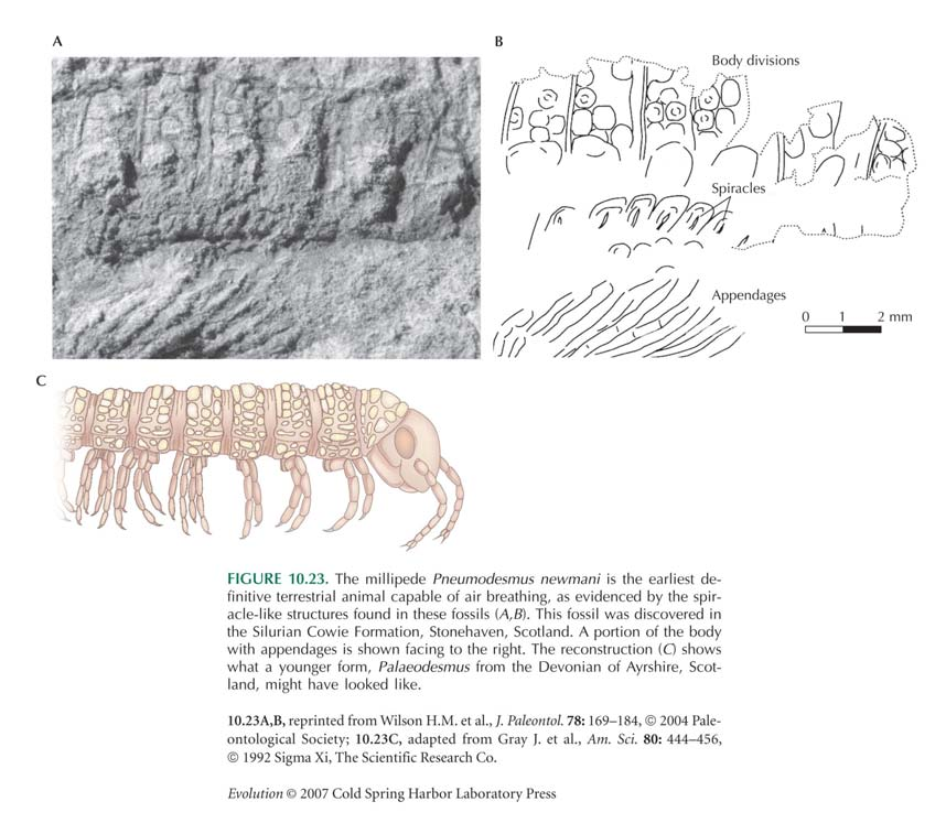 Η Ορδοβίκια περίοδος Το αρθρόποδο Pneumodesmus newmani είναι κατηγορηματικά το πρώτο χερσαίο ζώο ικανό