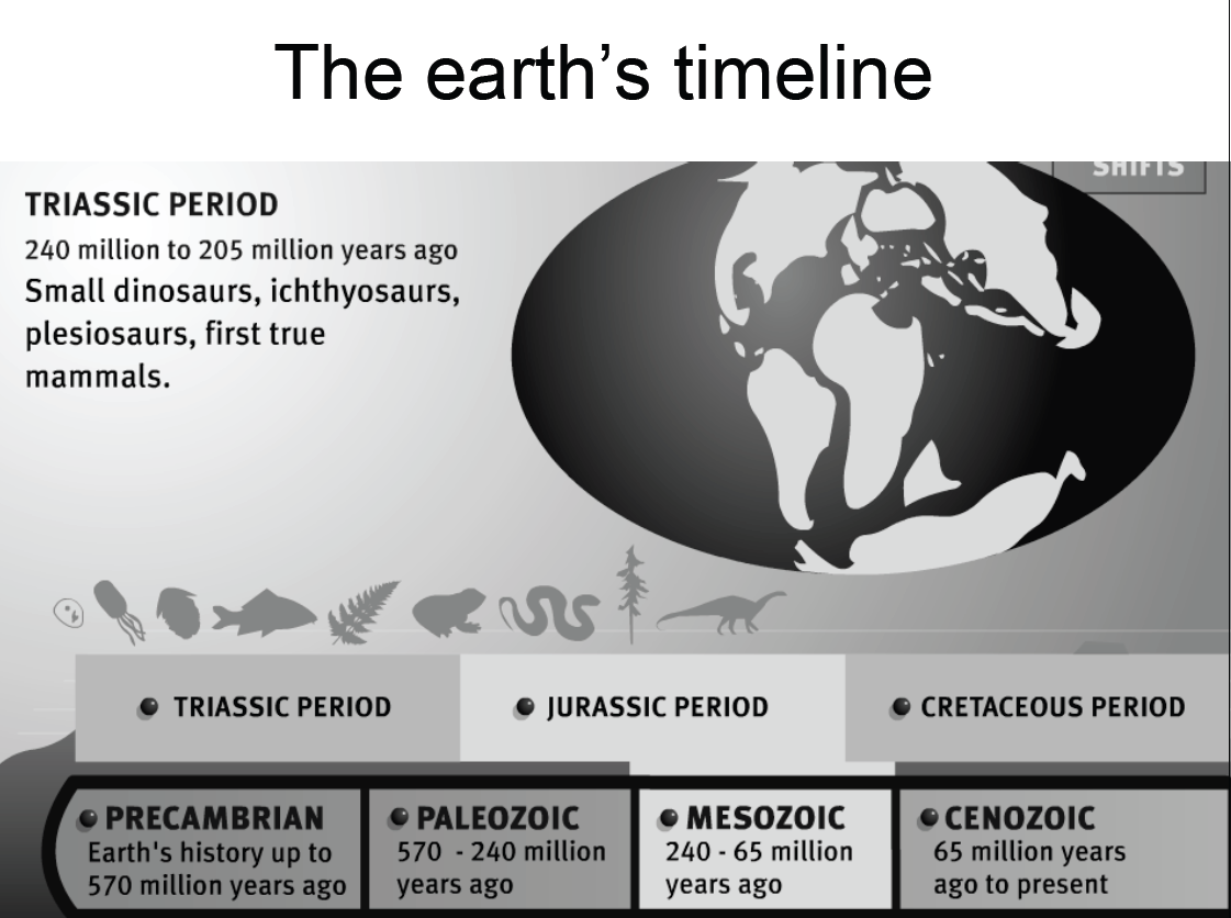 240 εκ-205 εκ χρόνια πριν Μικροί εινόσαυροι,