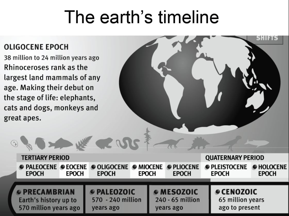 38 εκ-24 εκ χρόνια πριν Τα ρινοκερορειδή κατατάσσονται ως τα μεγαλύτερα χερσαία θηλαστικά όλων