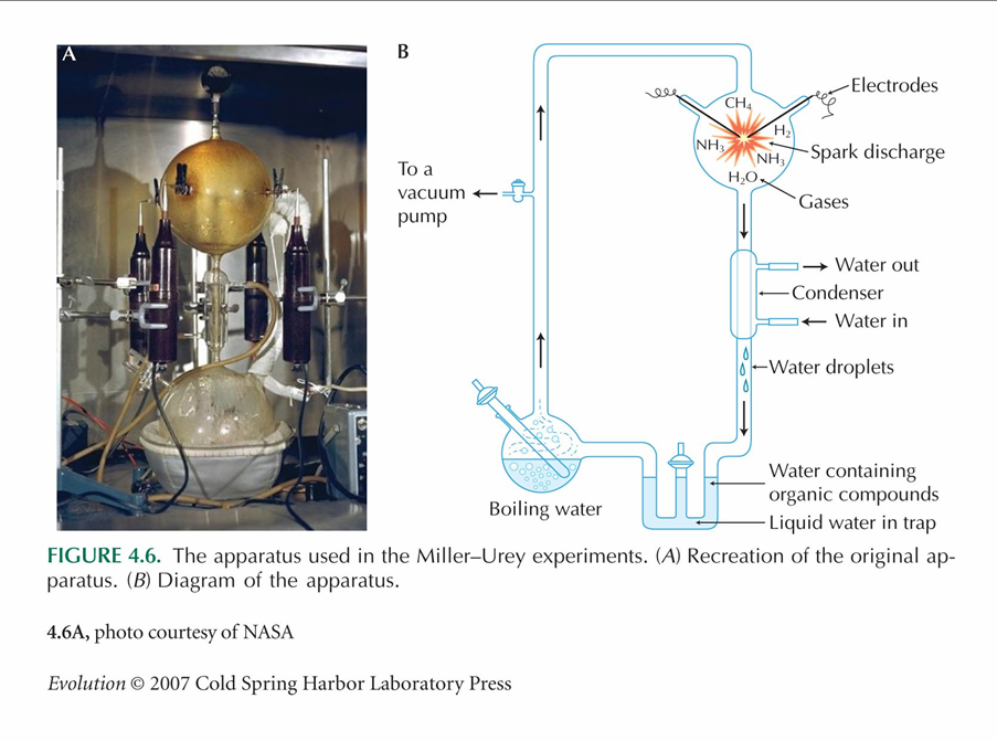 Το πείραμα του Miller Το πείραμα του Miller το 1952: Προσομοίωσε συνθήκες της Γης πριν 4 δισεκατομμύρια χρόνια όταν άρχισε η ζωή Νερό (ωκεανοί), πρωτόγονα ατμοσφαιρικά αέρια