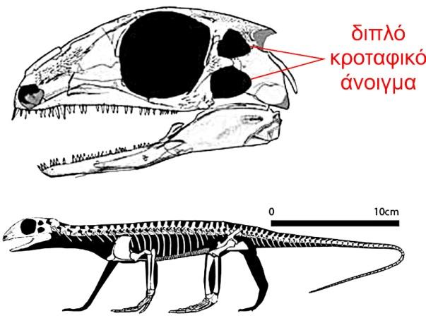Petrolacosaurus και η έναρξη των Διάψιδων Petrolacosaurus Εικ. 6.