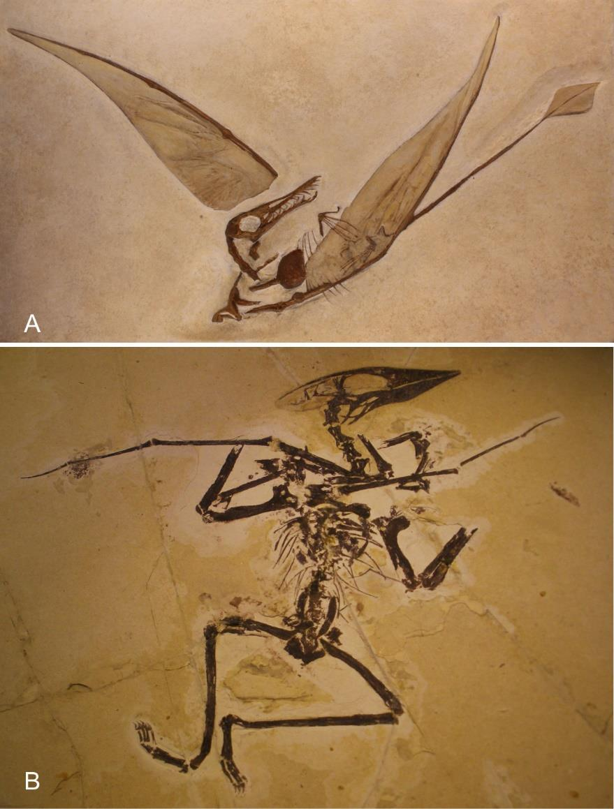 Πτεροσαύρια 2 Ραμφόρυγχος Rhamphorhynchus K. Iουρασικό Pteranodon- Α.