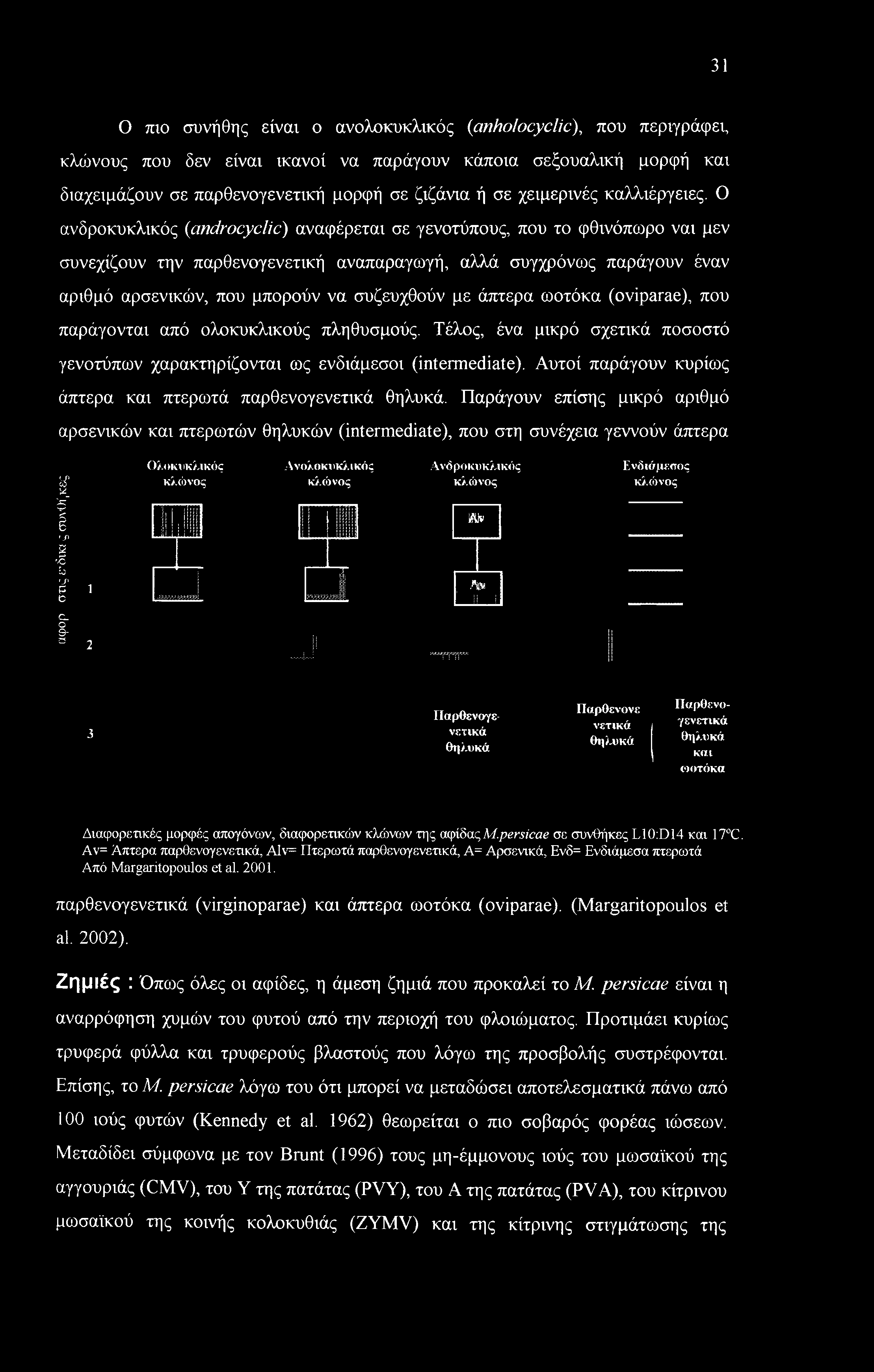 Ο ανδροκυκλικός (androcyclic) αναφέρεται σε γενοτύπους, που το φθινόπωρο ναι μεν συνεχίζουν την παρθενογενετική αναπαραγωγή, αλλά συγχρόνως παράγουν έναν αριθμό αρσενικών, που μπορούν να συζευχθούν