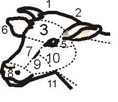 Χώρες κεφαλής μιας αγελάδας Στην κεφαλή της αγελάδας διακρίνονται οι εξής χώρες: Ινίο, Ακροκεφάλιο, Μέτωπο, Ρις (μύτη), Στόμα, Γλώσσα, Πώγων, Υπογνάθιος χώρα, Λαιμός, Γνάθοι, Ώτα (αυτιά), Κρόταφοι,