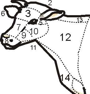 Κεφαλή και τράχηλος αγελάδας Χώρες στον τράχηλο της αγελάδας: (από 1 έως 10 όπως στη διαφάνεια 11) 11: λαιμός, 12: