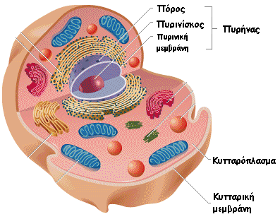1.2 Κύτταρο: η