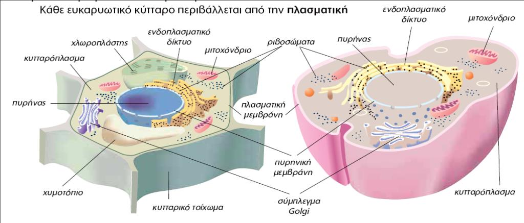 Το ευκαρυωτικό κύτταρο