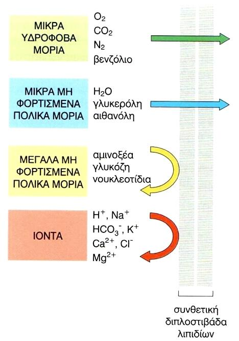 Σχετικι διαπερατότθτα τθσ διπλοςτιβάδασ Τα υπόλοιπα