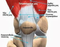 1.5 Επιγονατίδα Η επιγονατίδα είναι το μεγαλύτερο σησαμοειδές οστό και βρίσκεται στην εμπρός επιφάνεια του γόνατος.
