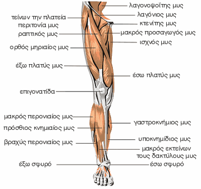 Οι μύες του γόνατου (πρόσθια επιφάνεια) (http://forum.bodybuilding.