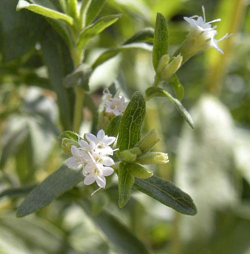 Εικόνα 2: Φύλλο Στέβιας Rebaudiana (agrifarming, 2015) Τα άνθη είναι μικρά (15-17 mm) και λευκά με απαλό μωβ χρώμα στο λαιμό τους.