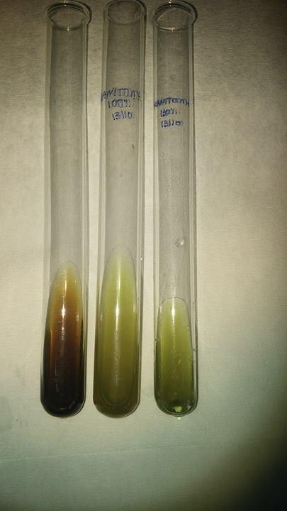 Εικόνα 24: Εκχύλισμα στέβιας-μανιτόλης μη αποχρωματισμένο (αριστερά) αποχρωματισμένα