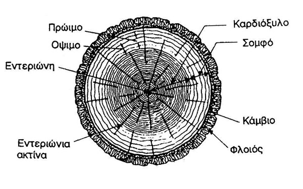 97 ΤΟ ΞΥΛΟ Φυσικό σύνθετο υλικό, που αποτελείται από επιµήκεις παράλληλες λεπτές ίνες κυτταρίνης ενσωµατωµένες σε ένα στρώµα λιγνίνης. Συστατικά του ξύλου Κυτταρίνη ( cellulose).