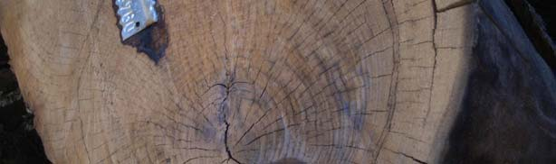 Τάσεις που αναπτύσσονται στο ξύλο κατά την αύξηση των δέντρων και μετά την υλοτομία Το γεγονός ότι η αποκόλληση δακτυλίων