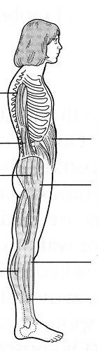 Δύναμη και ισορροπία Υπάρχει συσχέτιση με τη δύναμη των μυών των κάτω άκρων και την ισορροπία (Lord & Menz 2002) Ιερονωτιαίος (+)