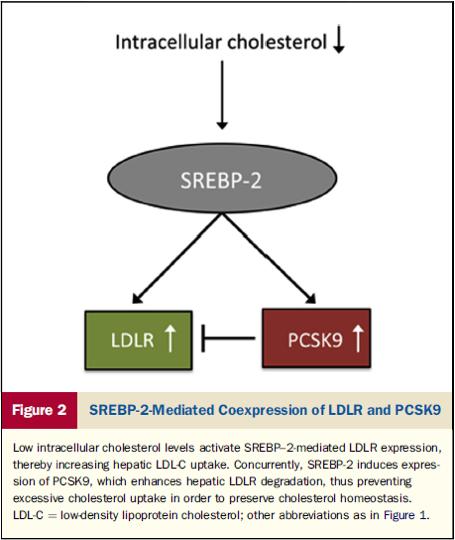 PCSK9 και οµοιόσταση χοληστερόλης. Η χορήγηση στατινών µέσω της αναστολής της ενδοκυττάριας σύνθεσης χοληστερόλης,προκαλούν την αύξηση των επιπέδων PCSK9.